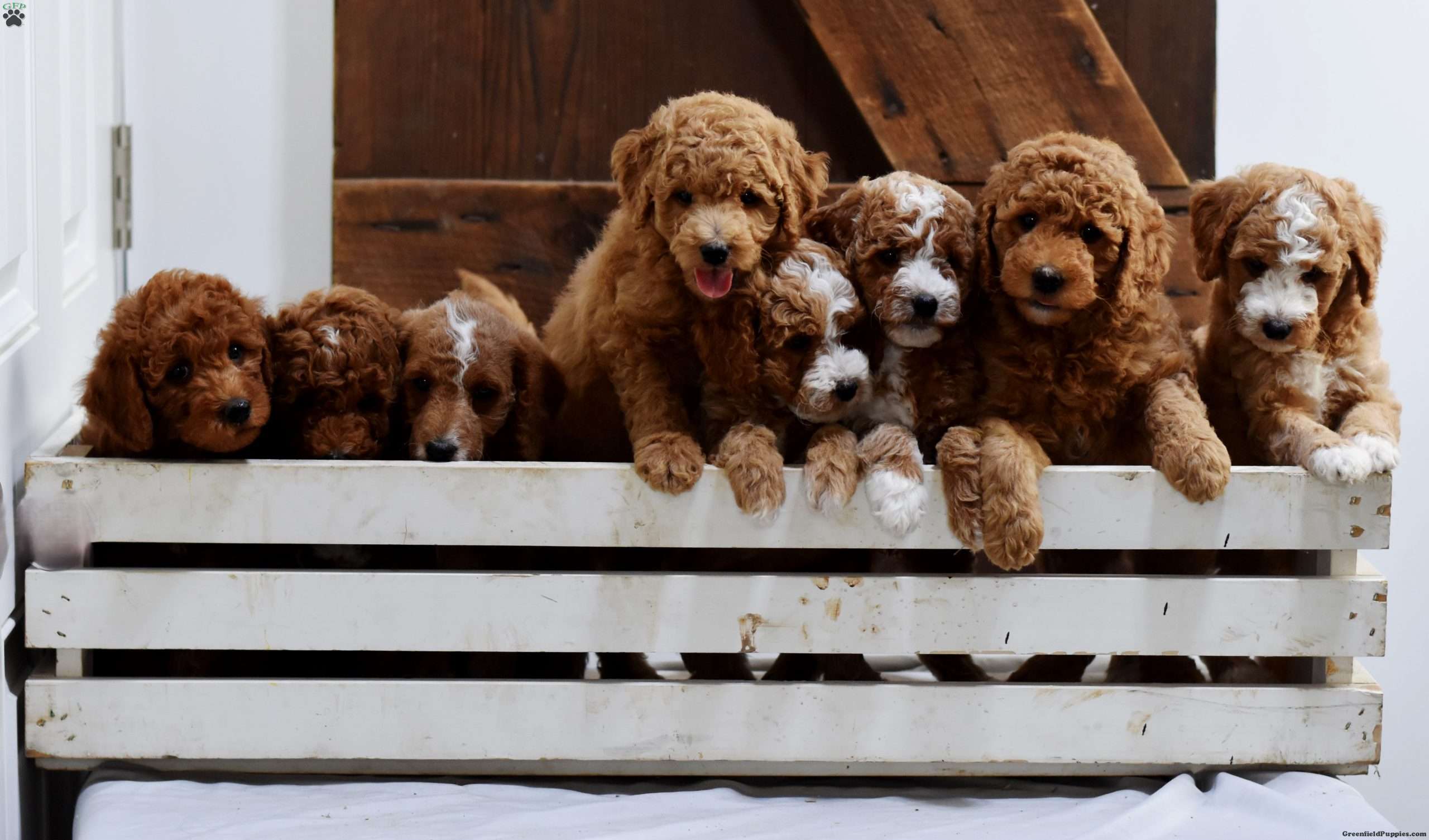 Titus Mini Labradoodle Puppy For Sale in Pennsylvania